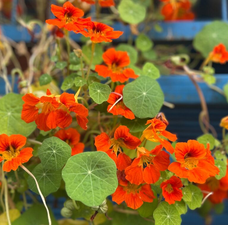 Orangerote Kapuzinerkresse mit runden Blättern