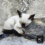 Zwei Kätzchen schlafen aneinandergekuschelt auf einer Mauer (KI-generiertes Bild)