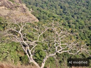 Baum