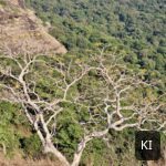 Weißer, verzweigter Baum vor einem bewaldeten Hang (KI-bearbeitetes Bild)