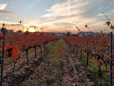 Rotes Herbstlaub in einer Rebzeile bei Sonnenuntergang