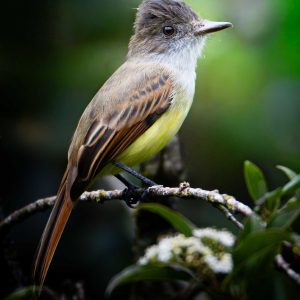 Kleiner Vogel mit gelbem Bauch auf einem Zweig